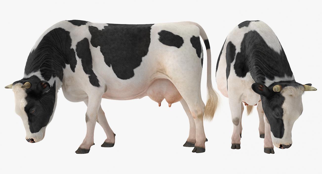 3D model Dairy Cow Eating Pose with Fur