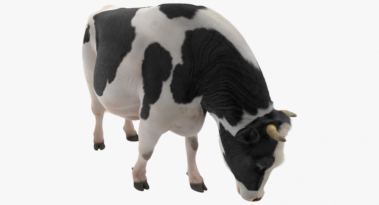 3D model Dairy Cow Eating Pose with Fur