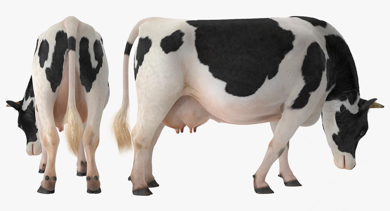 3D model Dairy Cow Eating Pose with Fur