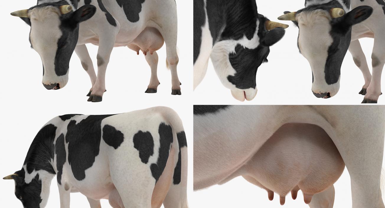 3D model Dairy Cow Eating Pose with Fur