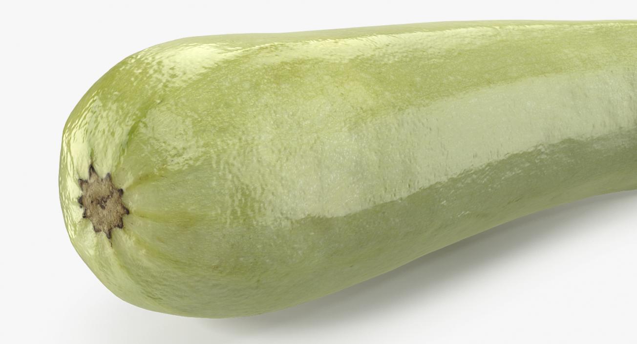 Summer Squash Gray Zucchini 3D