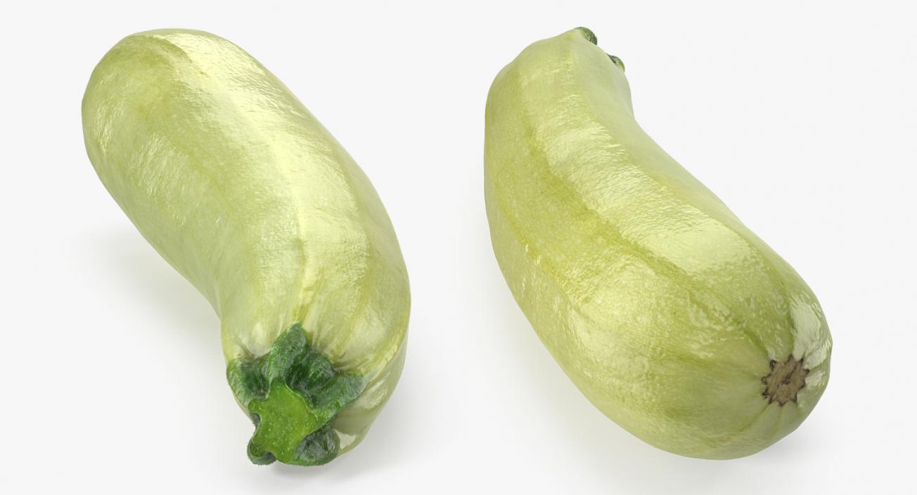 Summer Squash Gray Zucchini 3D