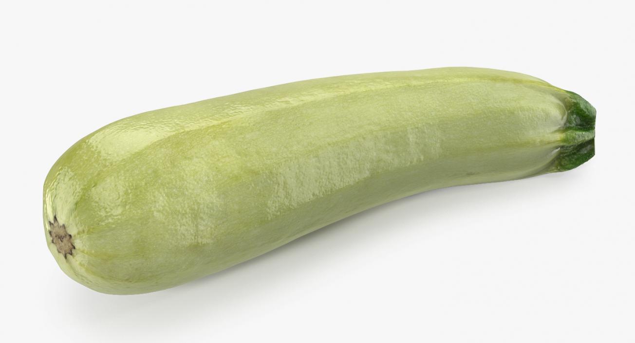 Summer Squash Gray Zucchini 3D