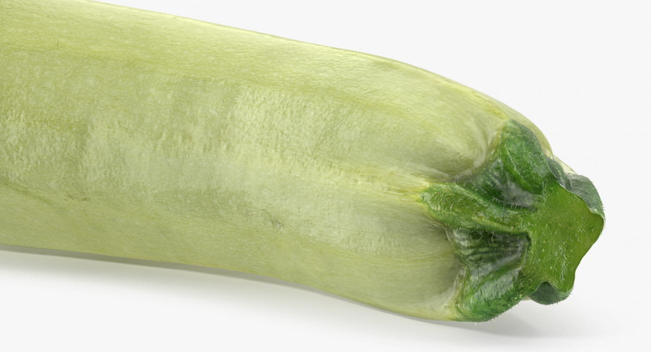 Summer Squash Gray Zucchini 3D