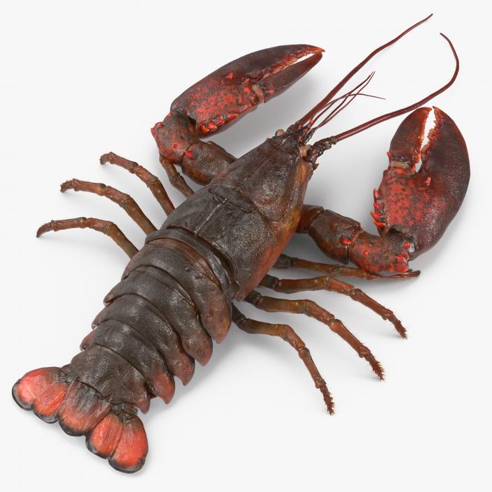 3D Lobster with Fur