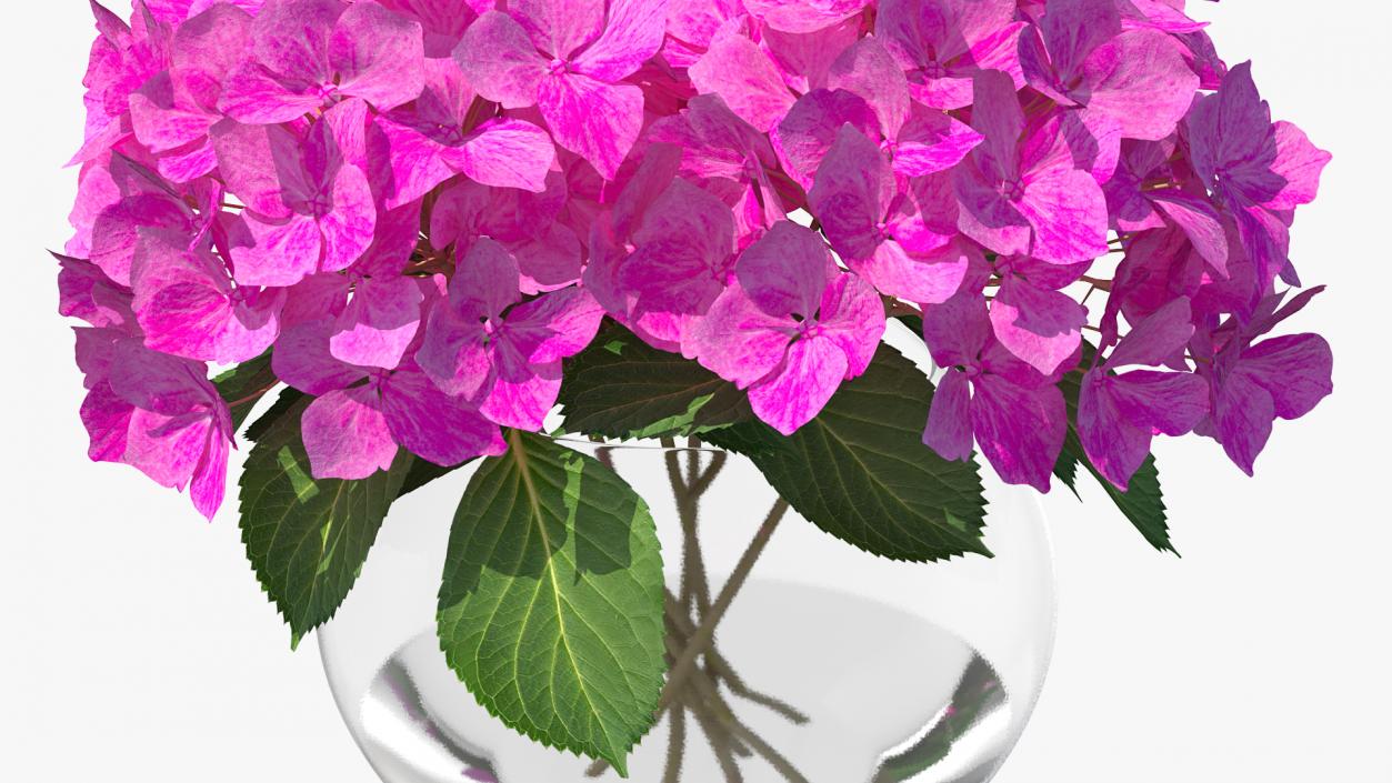 3D model Hydrangea Macrophylla Pink Annabelle in Glass Vase