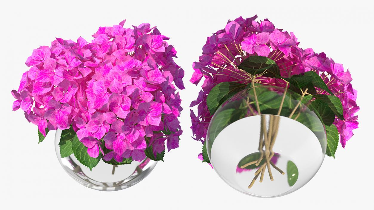 3D model Hydrangea Macrophylla Pink Annabelle in Glass Vase