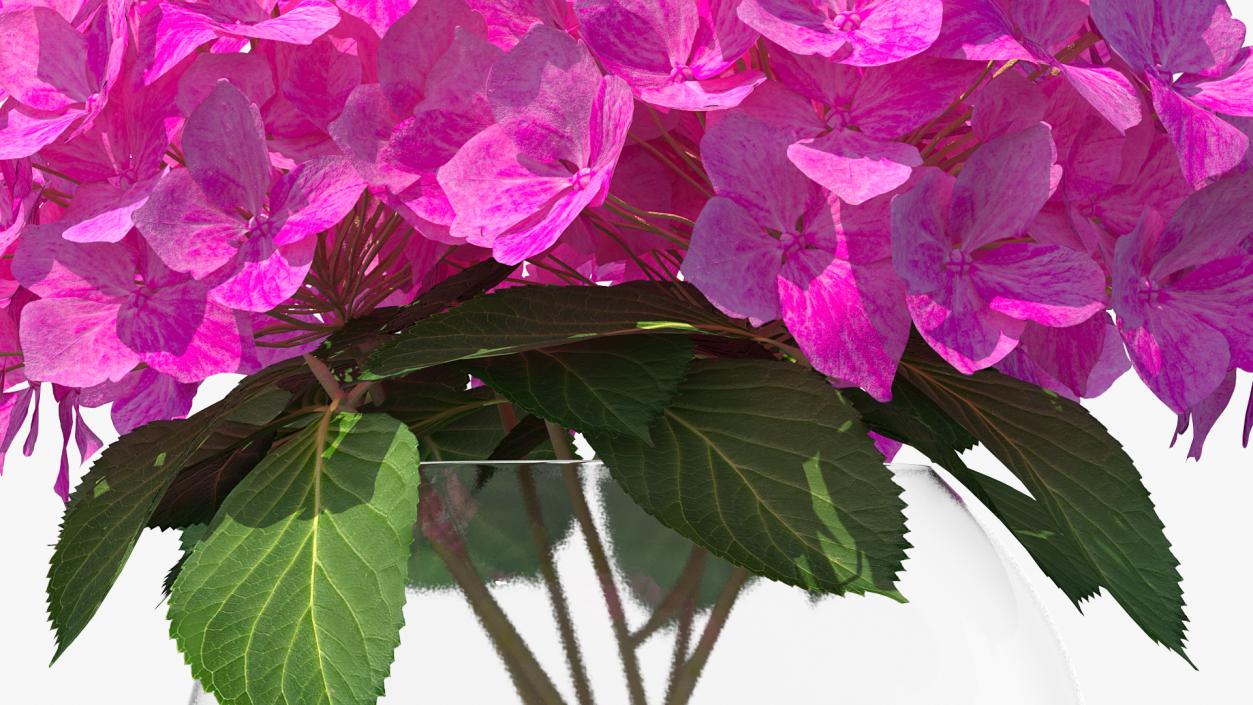 3D model Hydrangea Macrophylla Pink Annabelle in Glass Vase