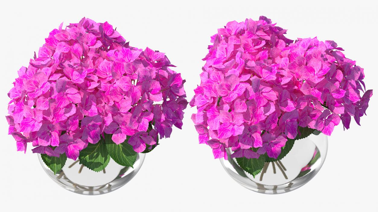 3D model Hydrangea Macrophylla Pink Annabelle in Glass Vase