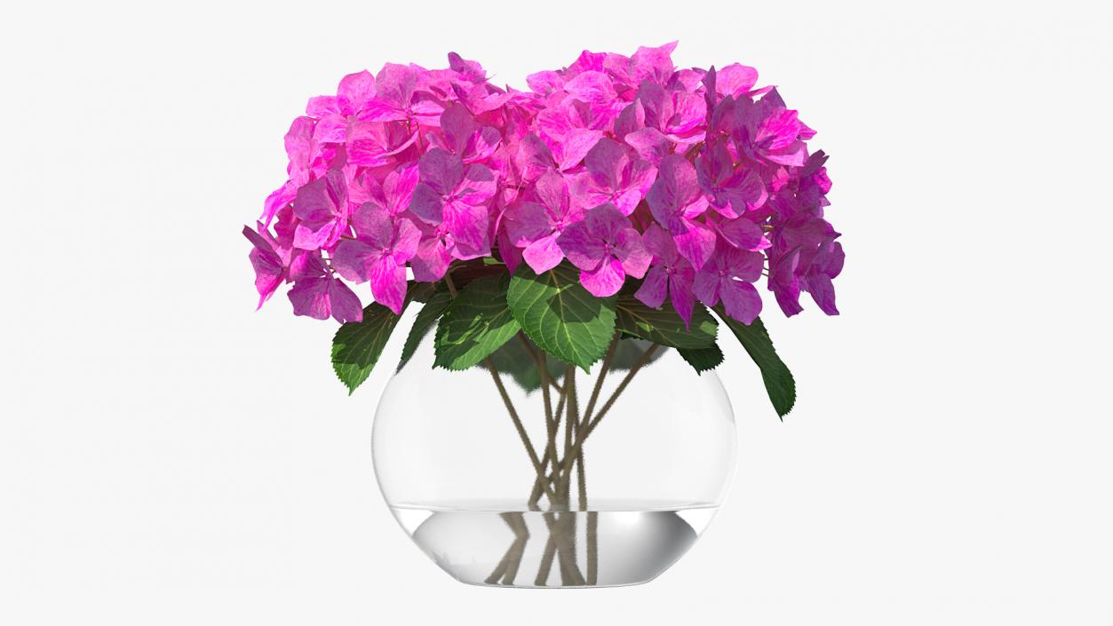 3D model Hydrangea Macrophylla Pink Annabelle in Glass Vase