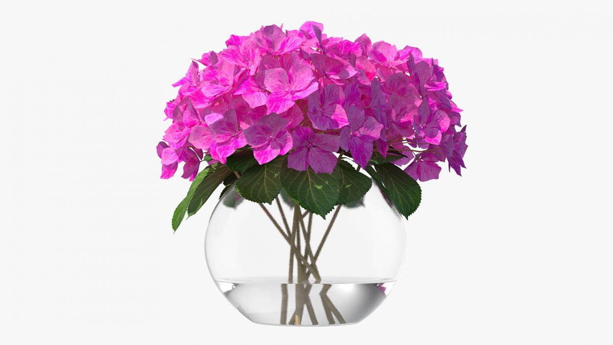 3D model Hydrangea Macrophylla Pink Annabelle in Glass Vase