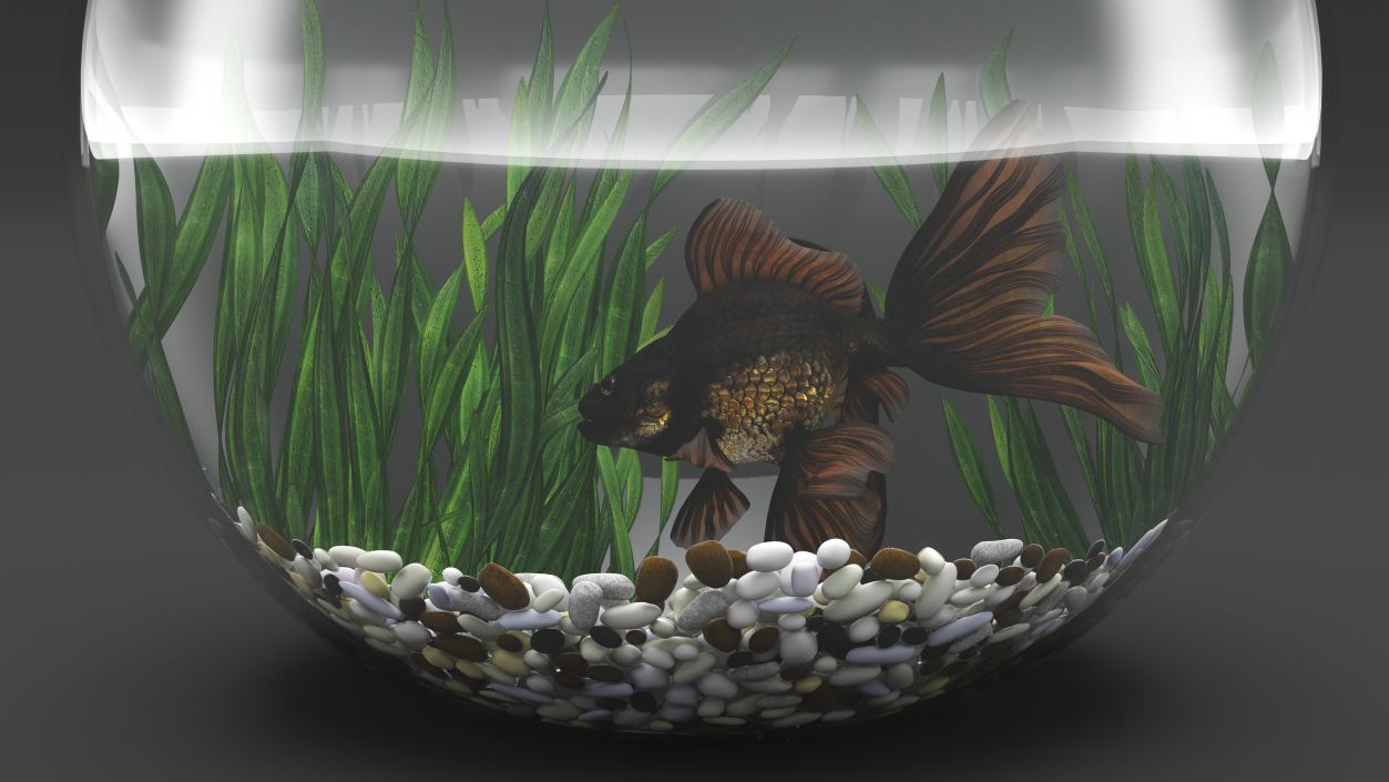 Round Aquarium with Black Moor Goldfish 3D model