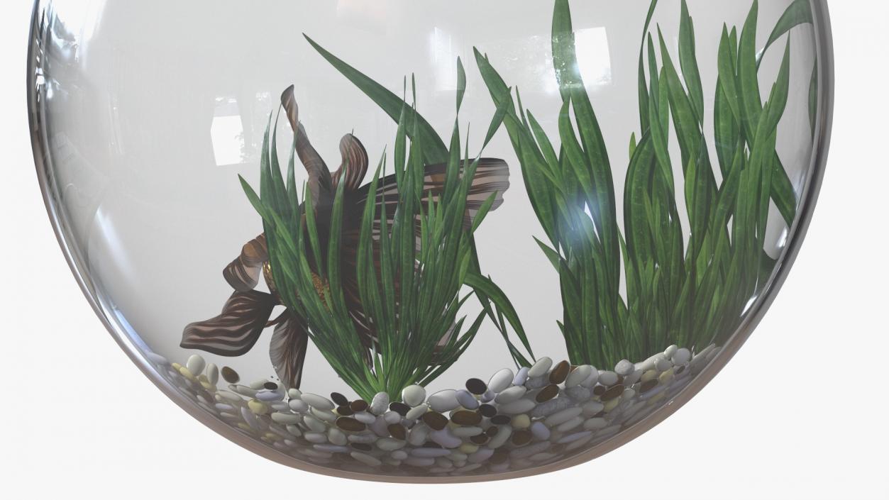 Round Aquarium with Black Moor Goldfish 3D model