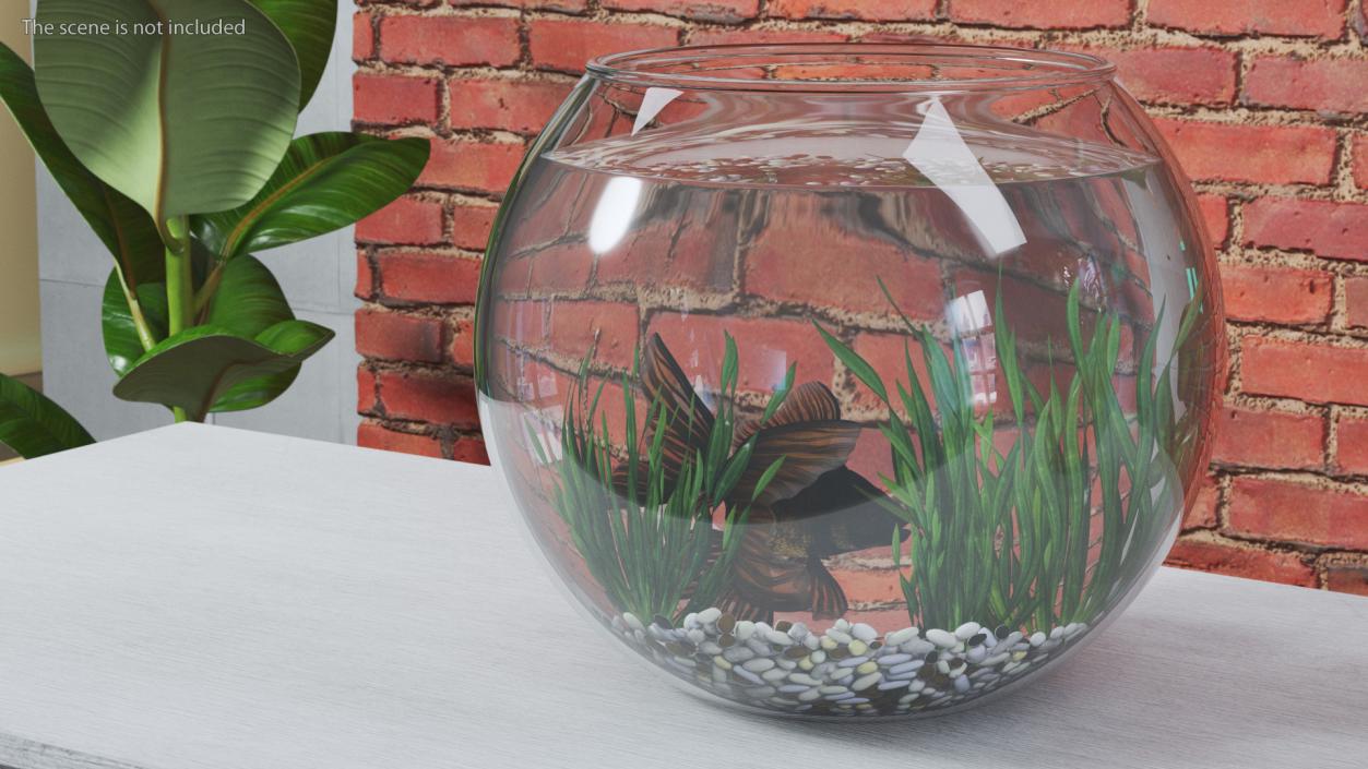 Round Aquarium with Black Moor Goldfish 3D model