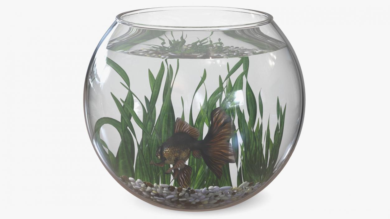 Round Aquarium with Black Moor Goldfish 3D model