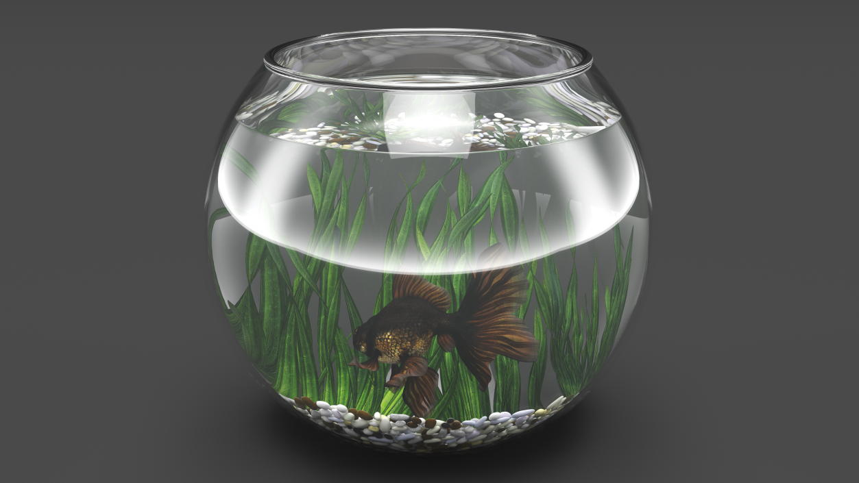 Round Aquarium with Black Moor Goldfish 3D model