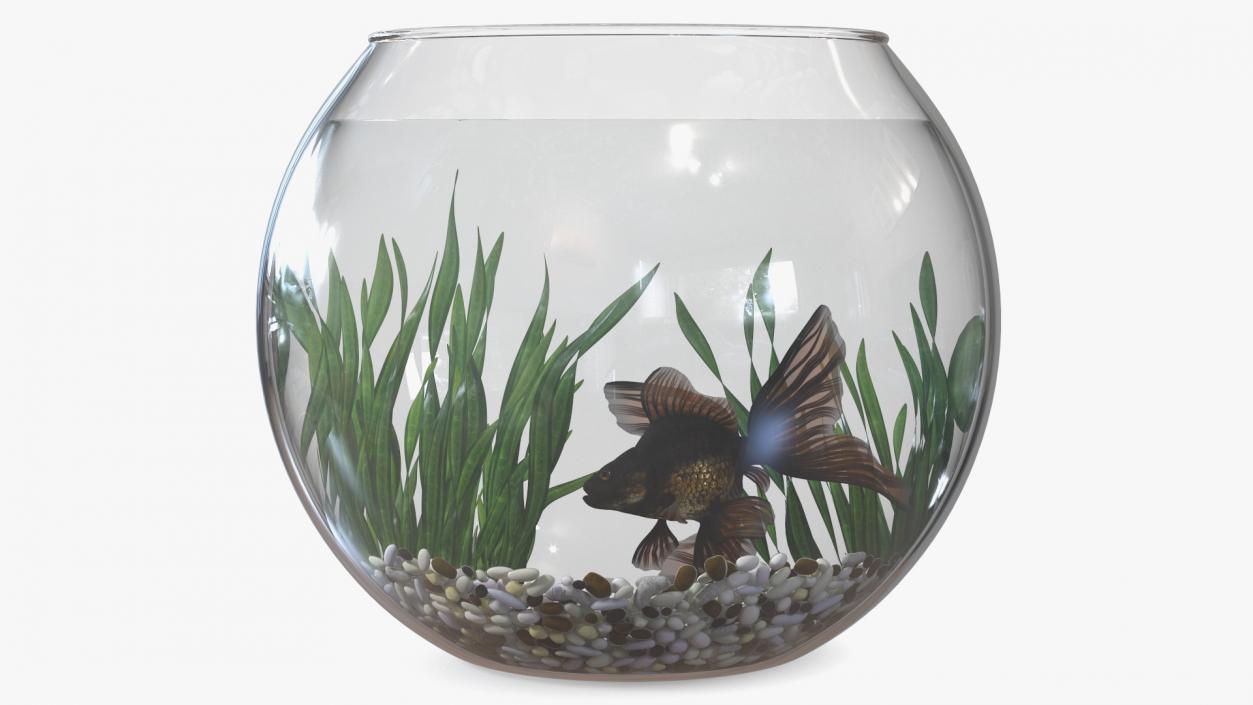 Round Aquarium with Black Moor Goldfish 3D model