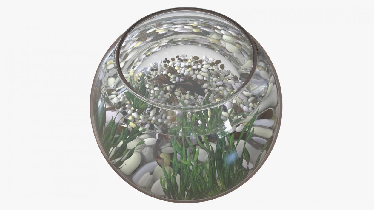 Round Aquarium with Black Moor Goldfish 3D model