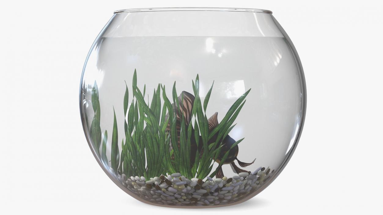 Round Aquarium with Black Moor Goldfish 3D model