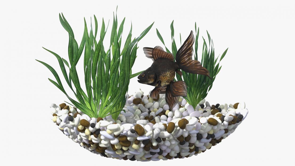 Round Aquarium with Black Moor Goldfish 3D model