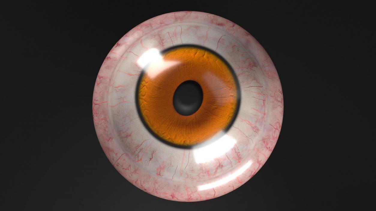 Realistic Animal Eyes Collection 5 3D model