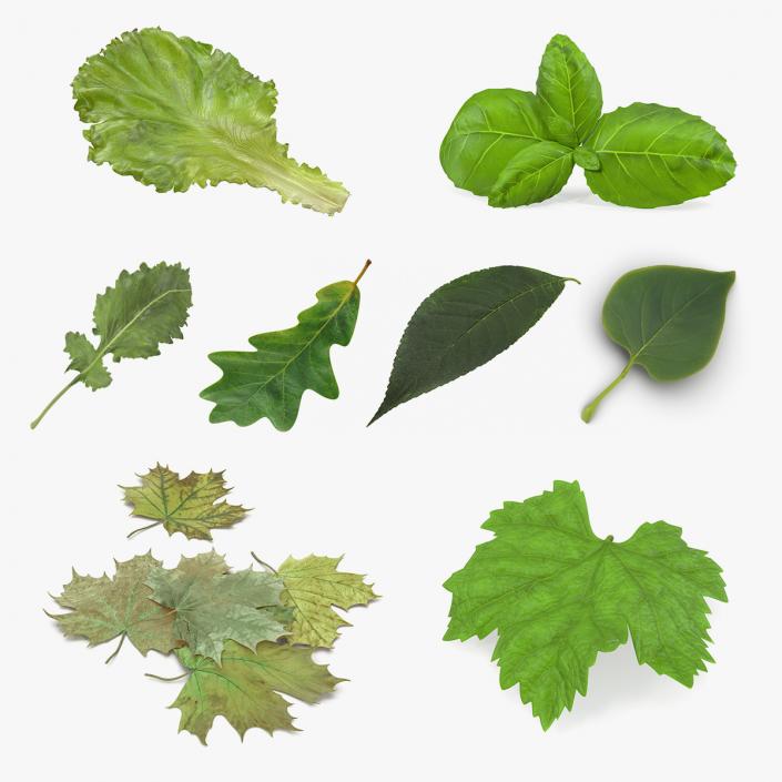 Leaves Collection 4 3D model