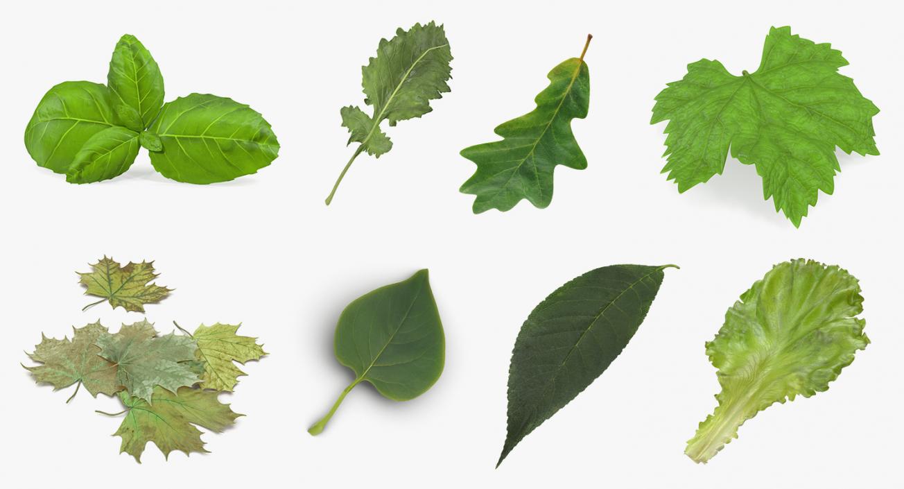 Leaves Collection 4 3D model