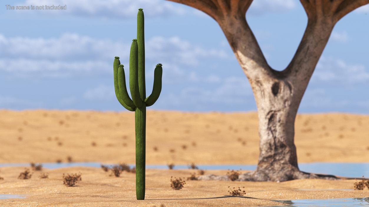 Mexican Cactus 3D model