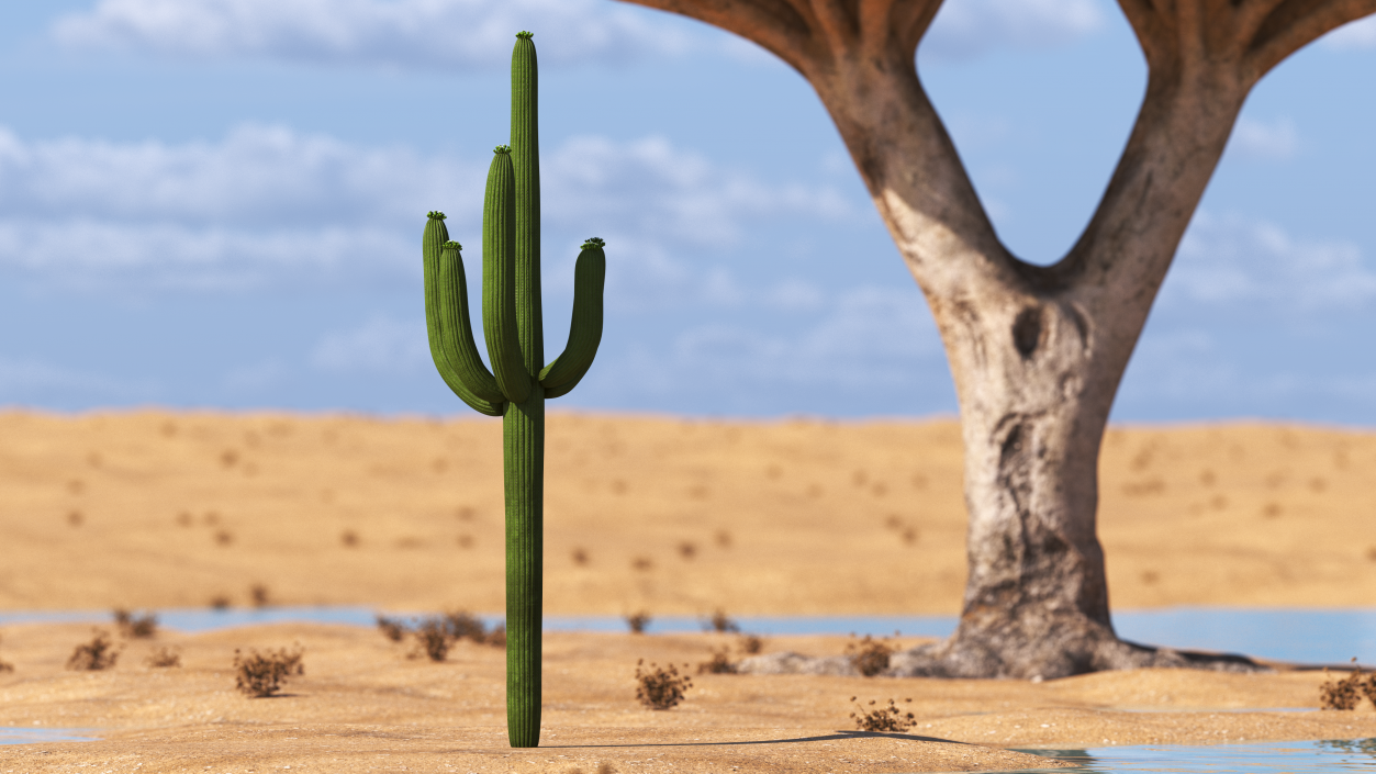 Mexican Cactus 3D model