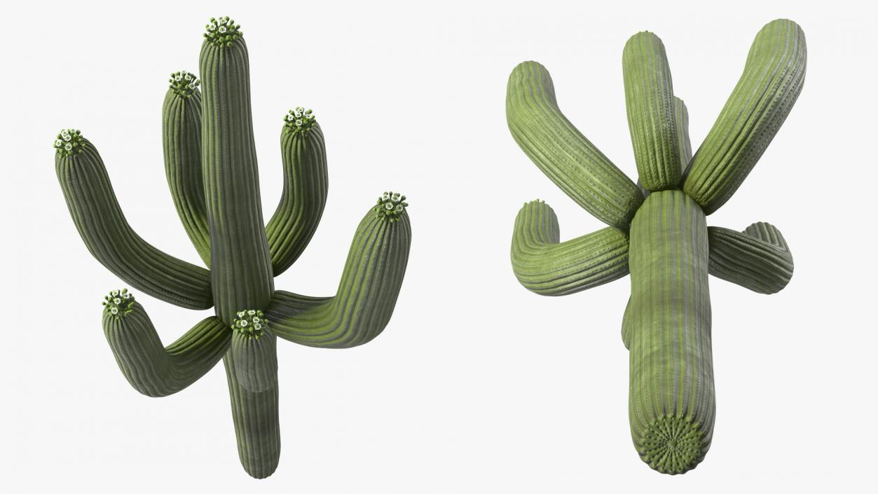 Mexican Cactus 3D model