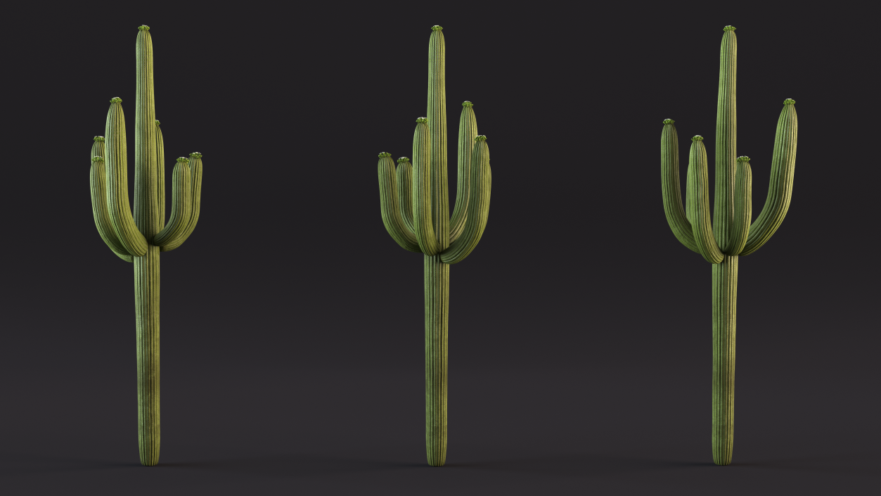 Mexican Cactus 3D model