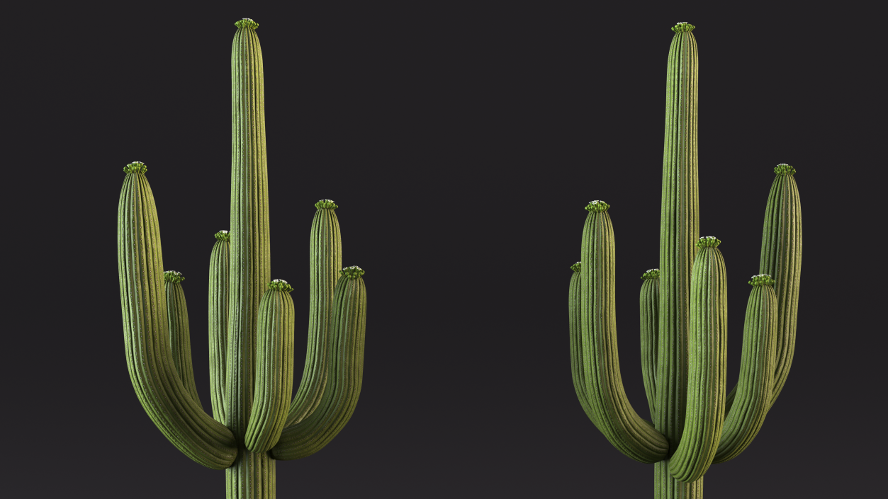 Mexican Cactus 3D model