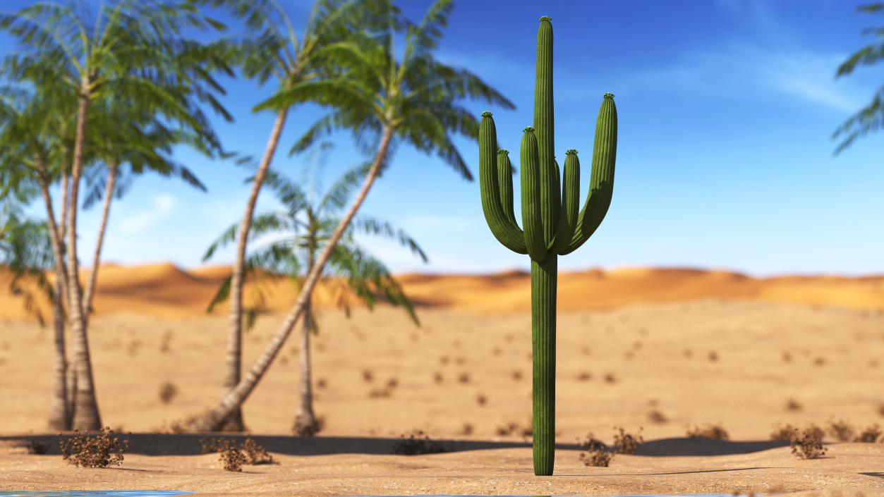 Mexican Cactus 3D model