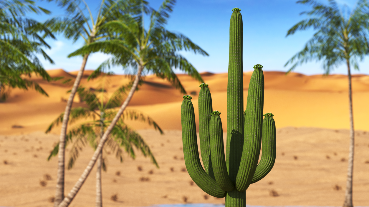 Mexican Cactus 3D model