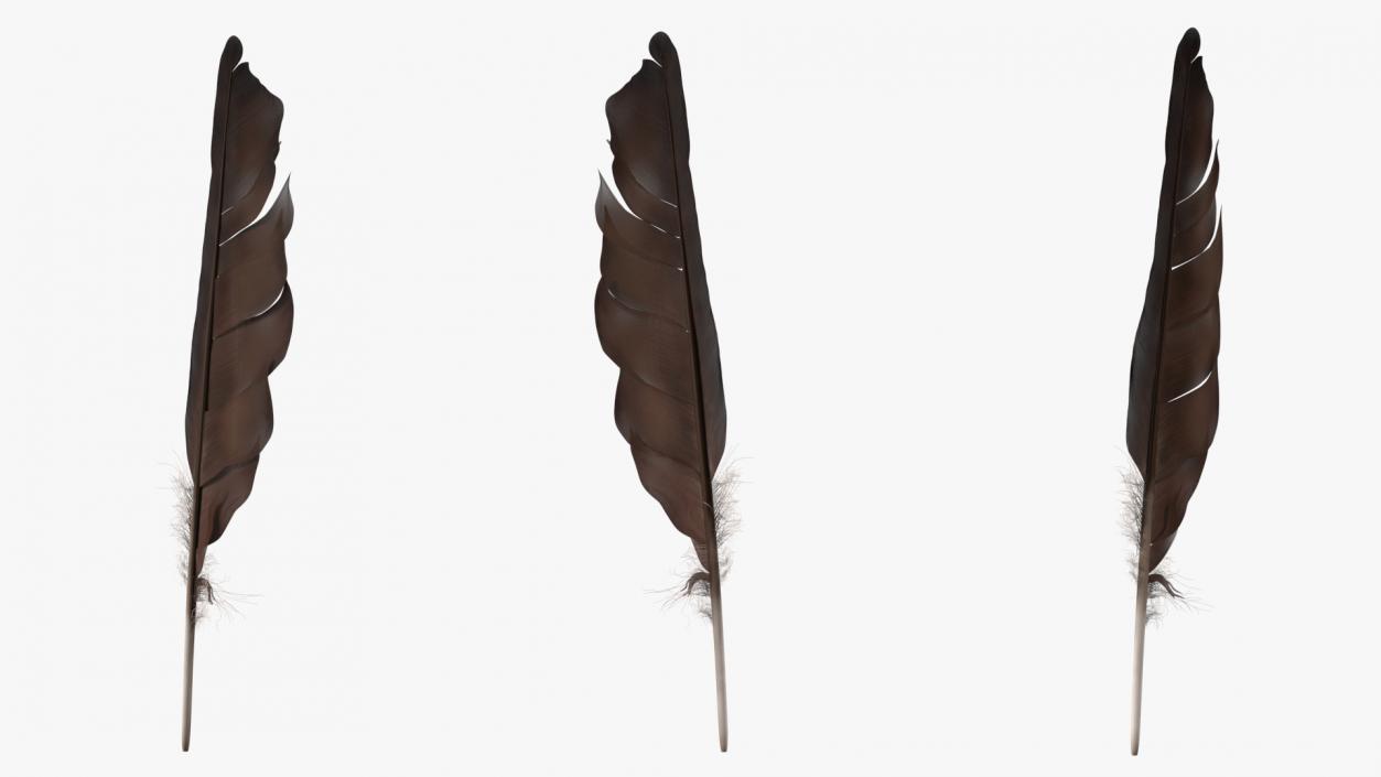 Dark Bird Feather 3D