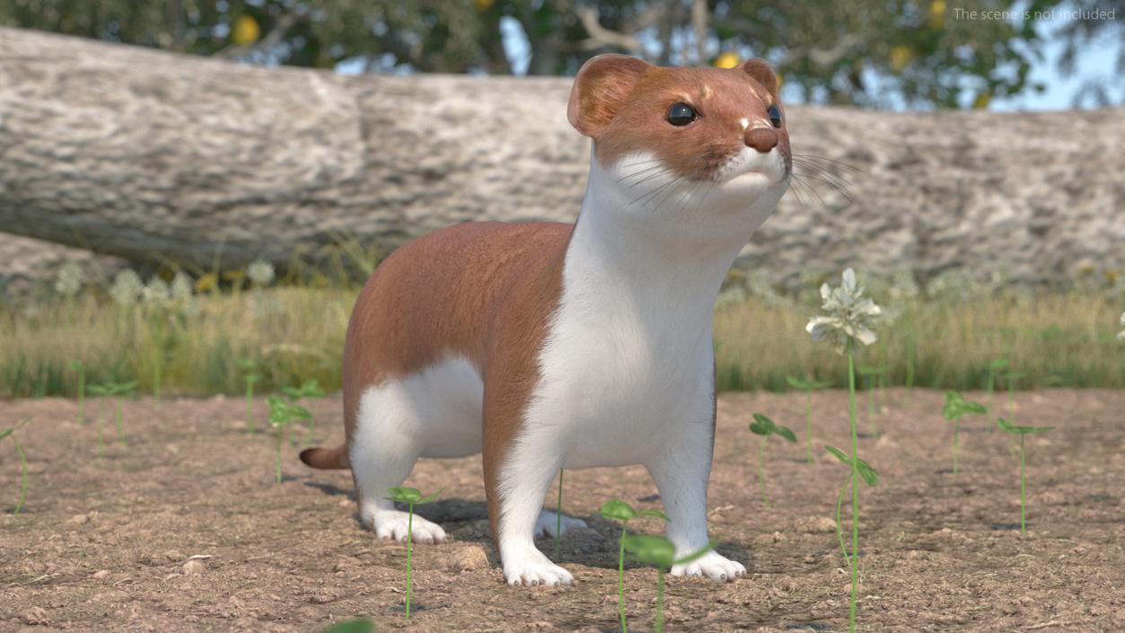 3D Eurasian Stoat Brown Rigged for Maya