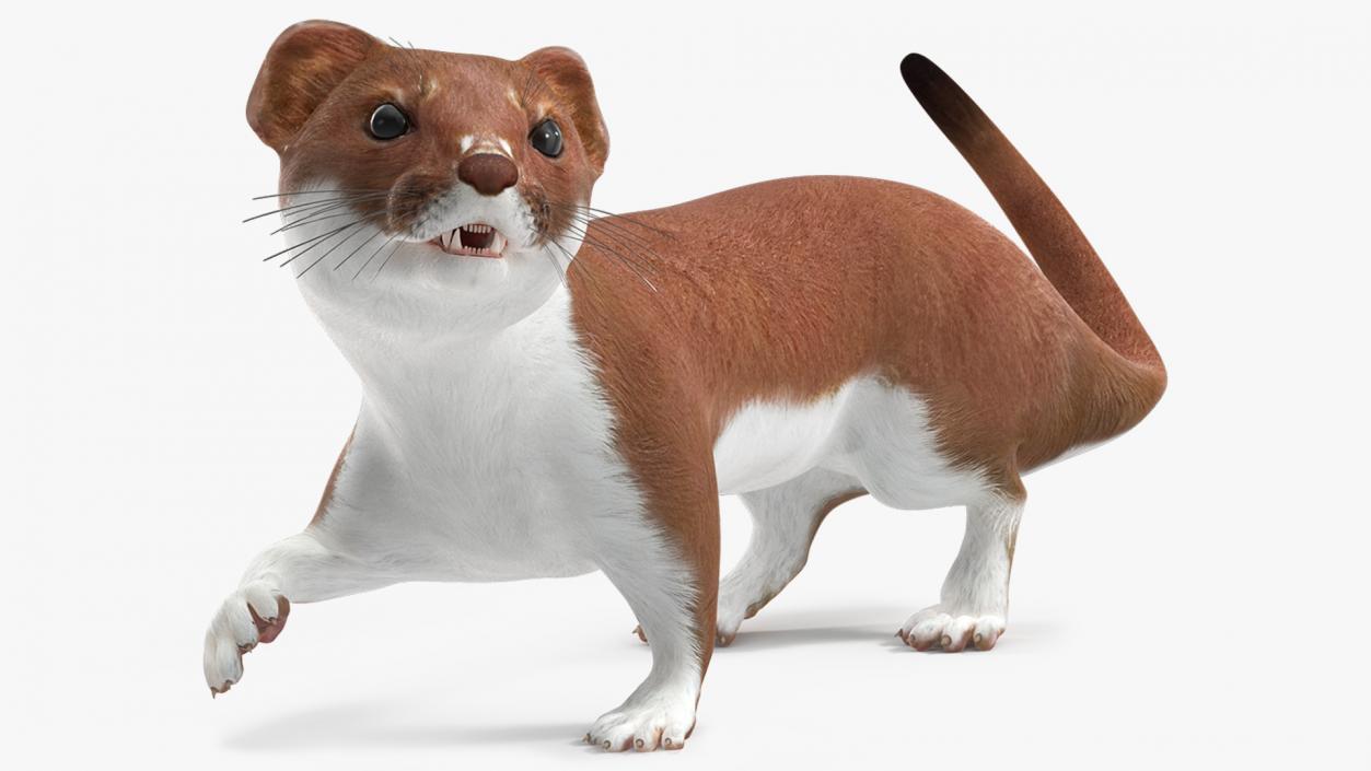 3D Eurasian Stoat Brown Rigged for Maya