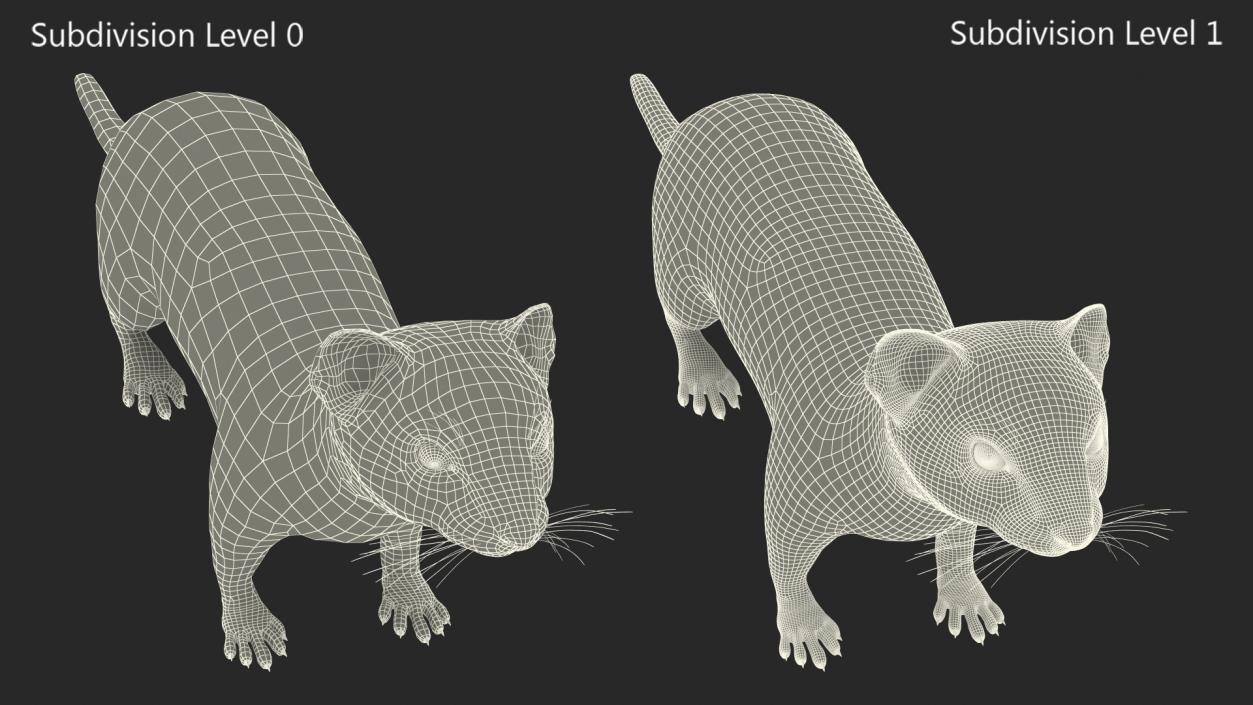 3D Eurasian Stoat Brown Rigged for Maya