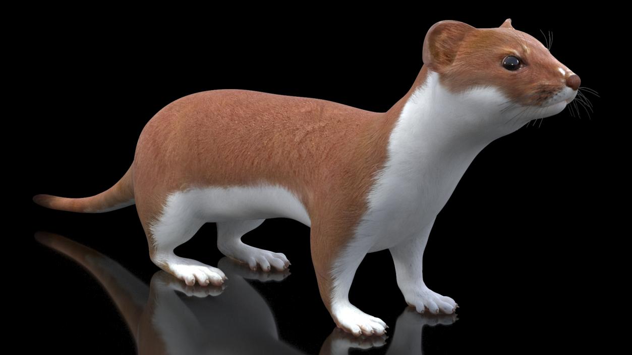 3D Eurasian Stoat Brown Rigged for Maya