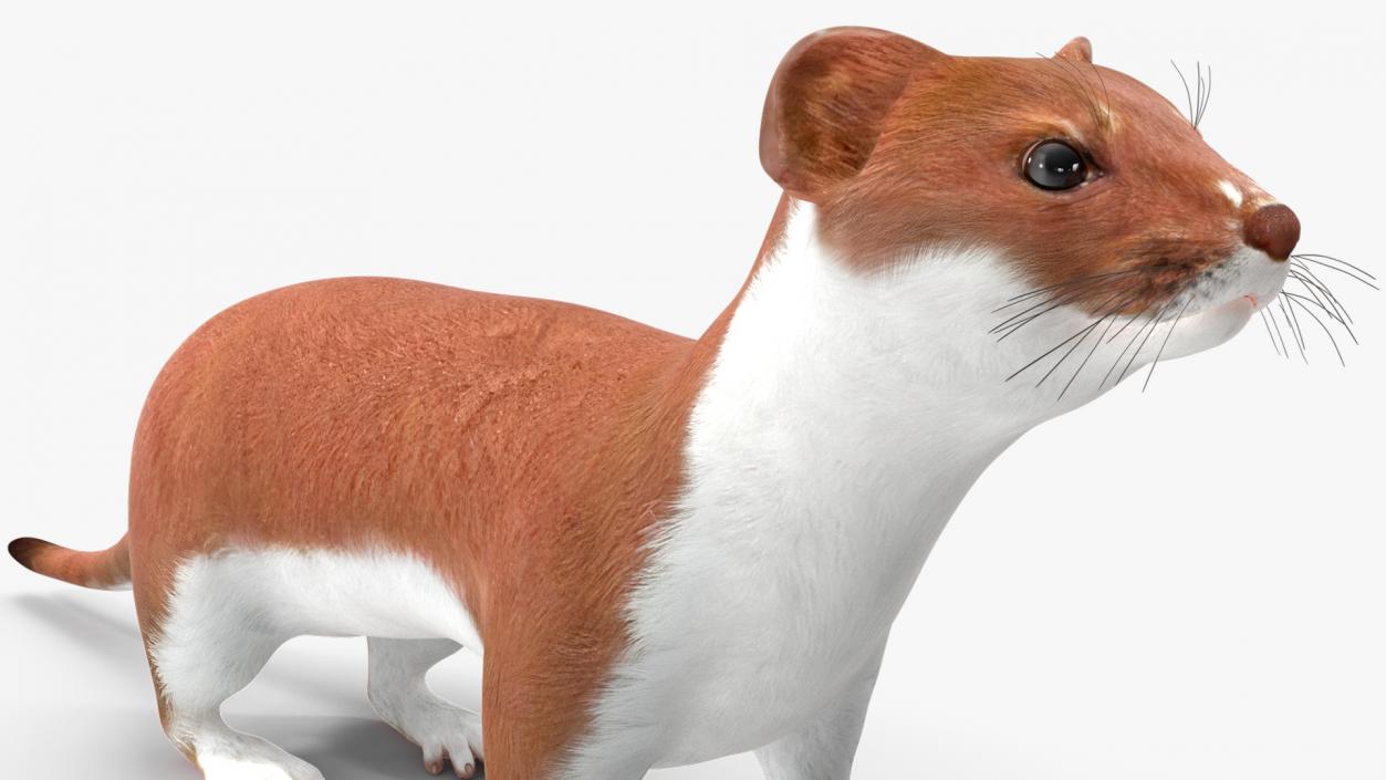 3D Eurasian Stoat Brown Rigged for Maya