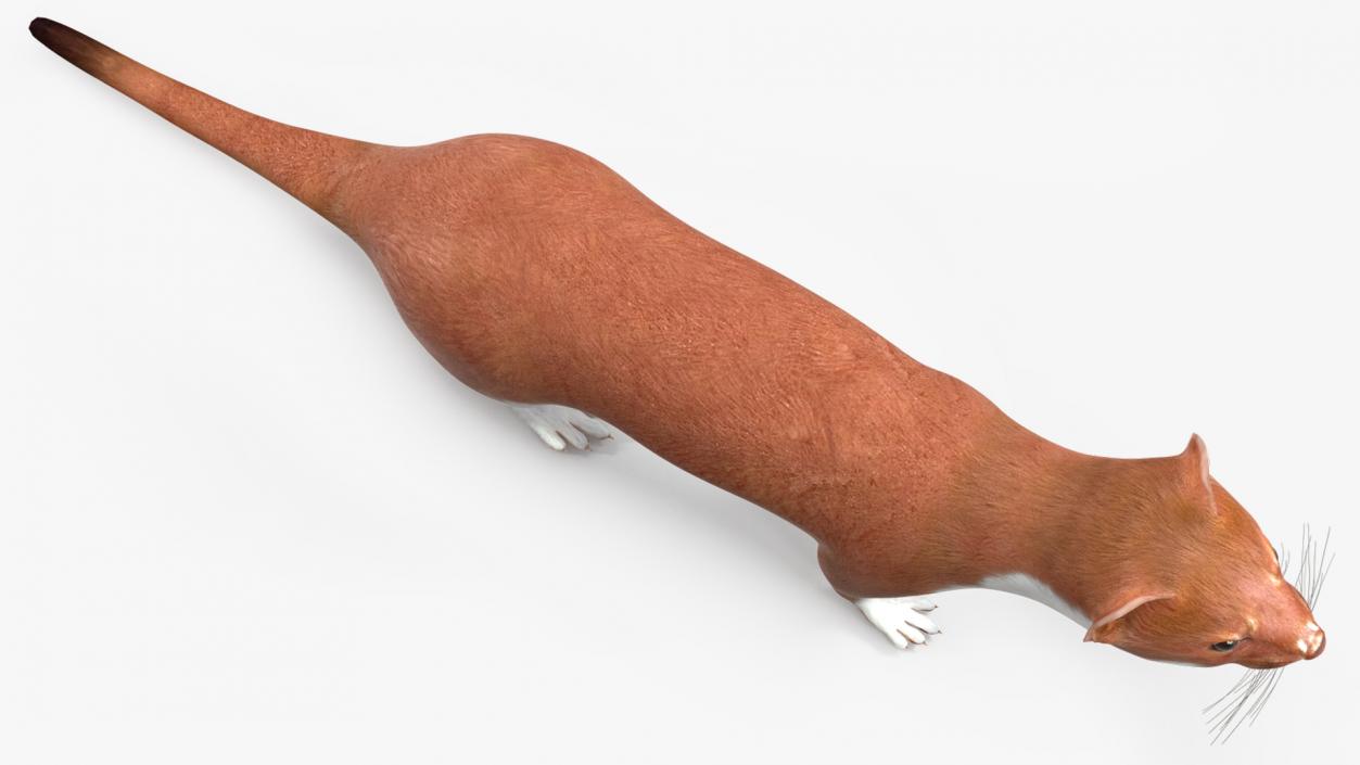 3D Eurasian Stoat Brown Rigged for Maya