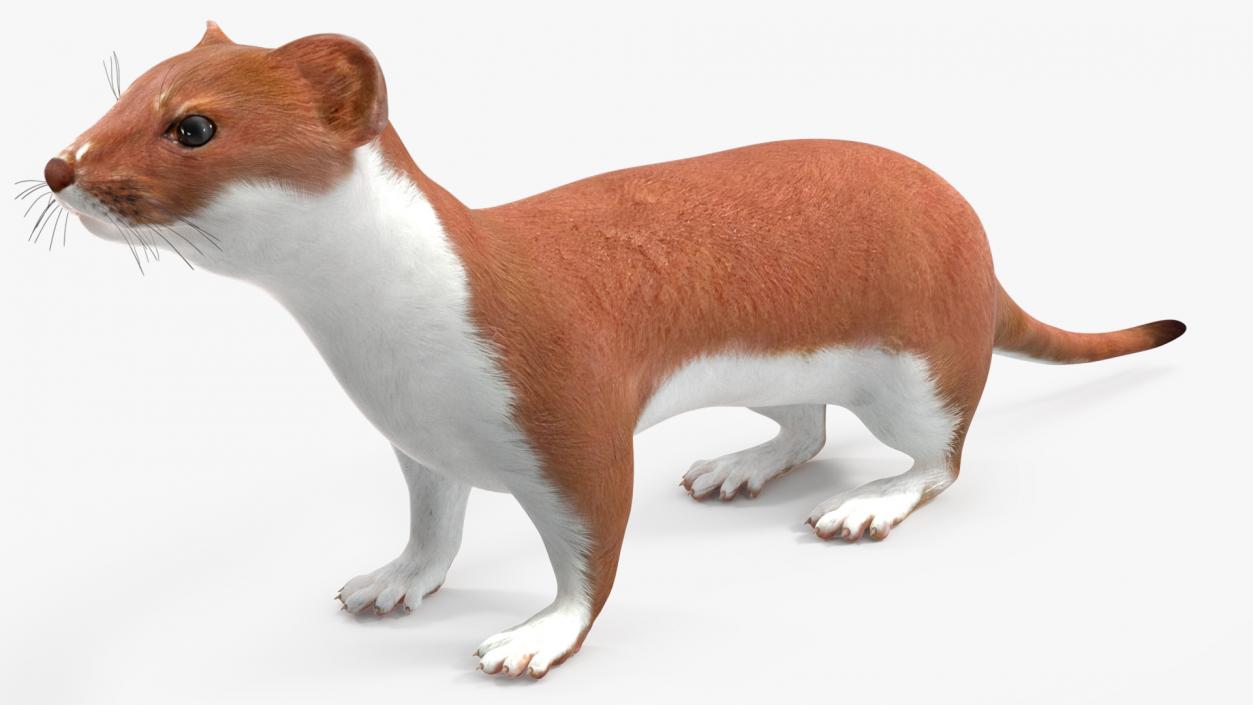 3D Eurasian Stoat Brown Rigged for Maya