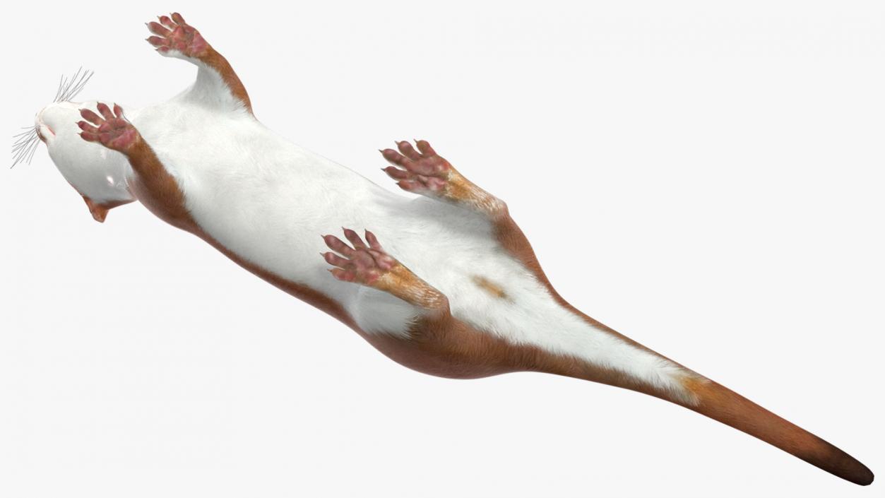 3D Eurasian Stoat Brown Rigged for Maya