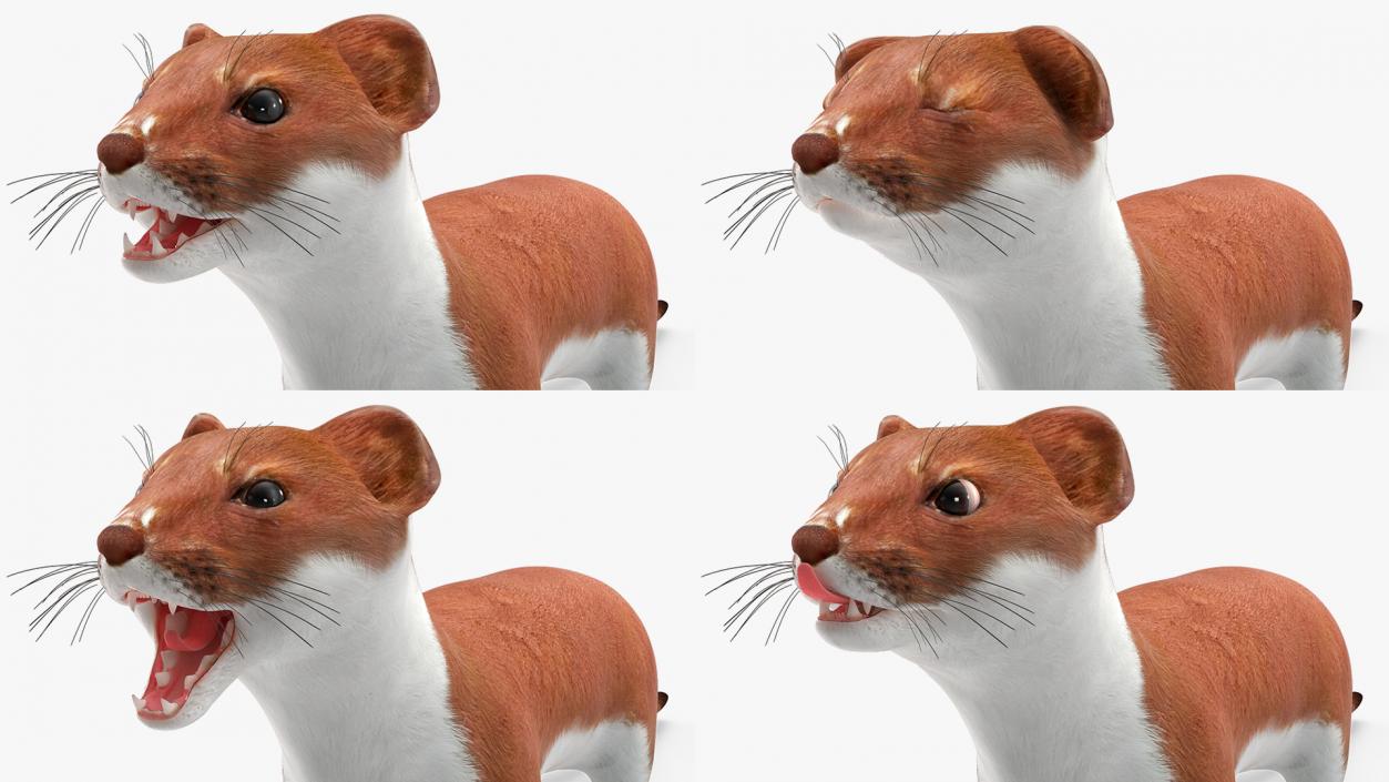 3D Eurasian Stoat Brown Rigged for Maya