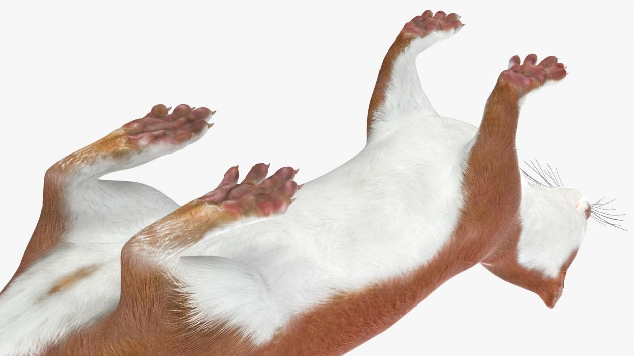 3D Eurasian Stoat Brown Rigged for Maya