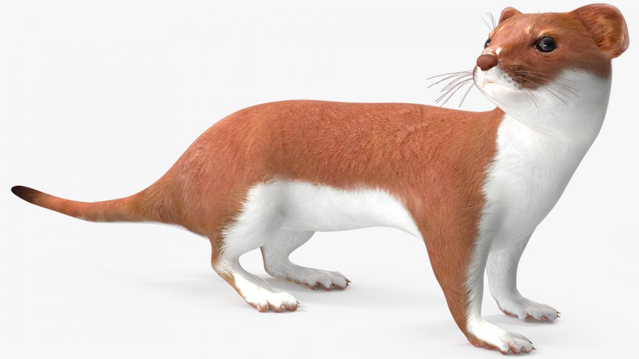 3D Eurasian Stoat Brown Rigged for Maya