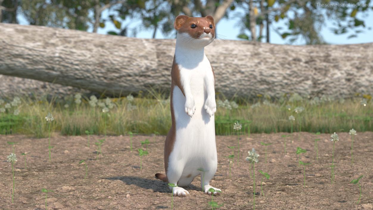 3D Eurasian Stoat Brown Rigged for Maya