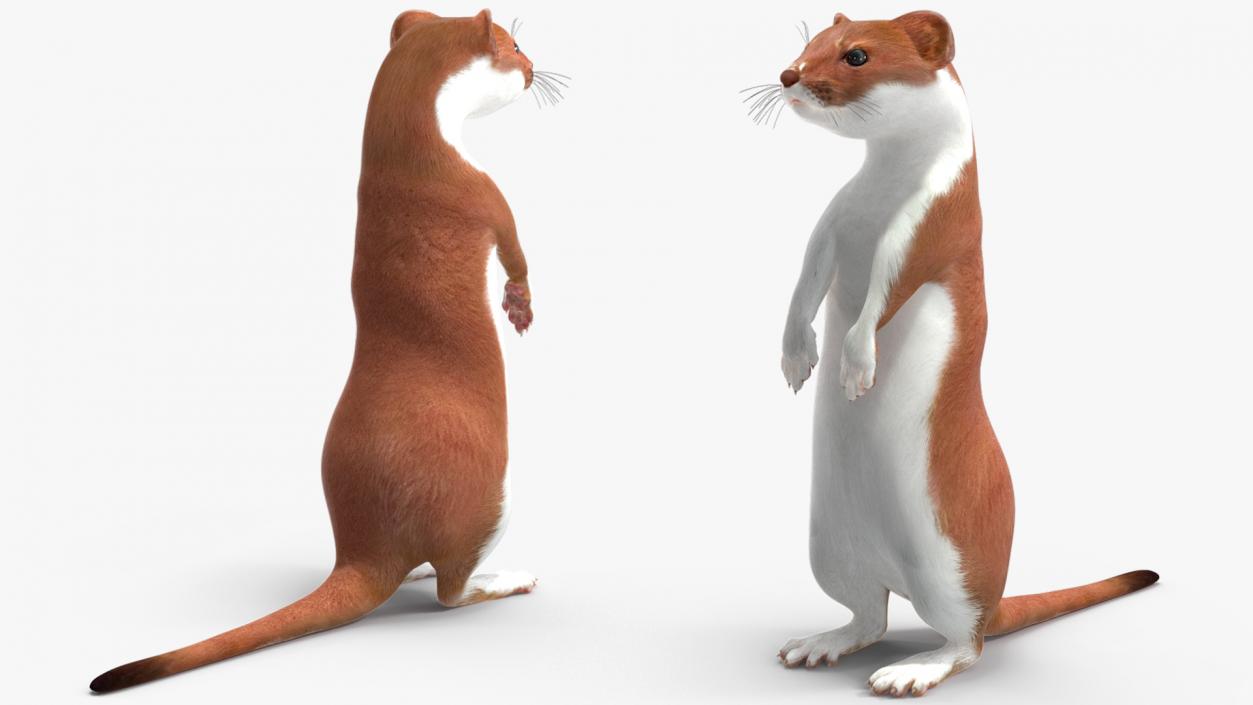 3D Eurasian Stoat Brown Rigged for Maya