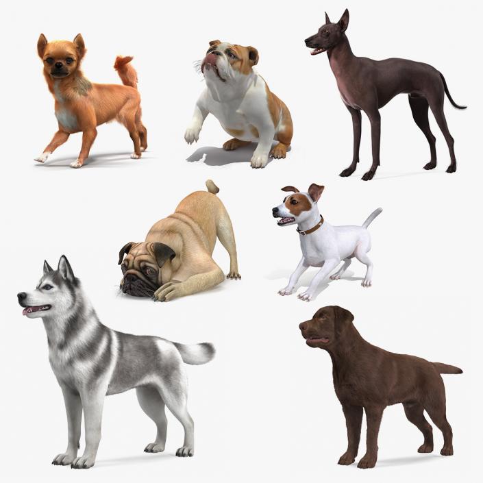 Dogs Rigged Collection 6 3D model