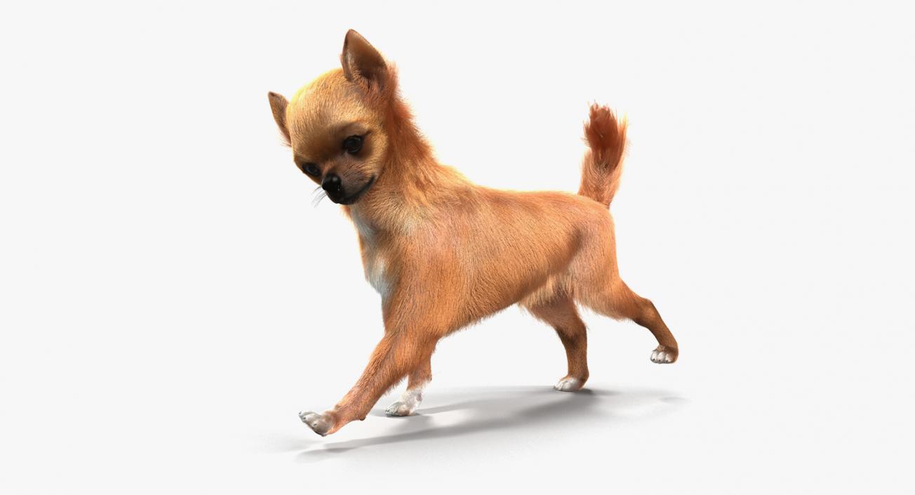 Dogs Rigged Collection 6 3D model